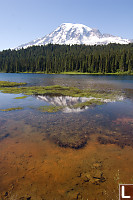 Rainier In Shallow Water