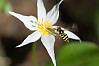 Sand Wasp