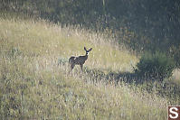 Deer In The Grasses