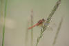 Red-veined Meadowhawkff On Grass