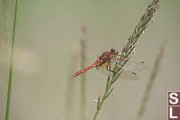 Red-veined Meadowhawkff On Grass