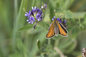 European Skipper