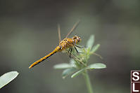 Immature Cherry-faced Meadowhawk