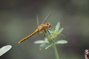 Immature Cherry-faced Meadowhawk