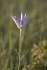 Sagebrush Mariposa Lily