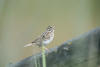 Savannah Sparrow On Fence Rail