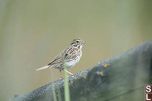 Savannah Sparrow On Fence Rail