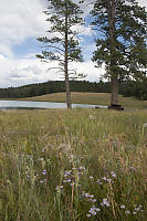 Two Ponderosa Pines With Picnic Table