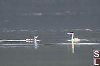 Western Grebe Adult And Juvenile