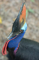 Cassowary