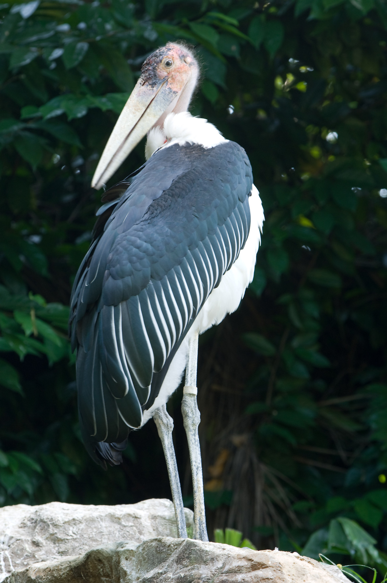 a shoebill stork