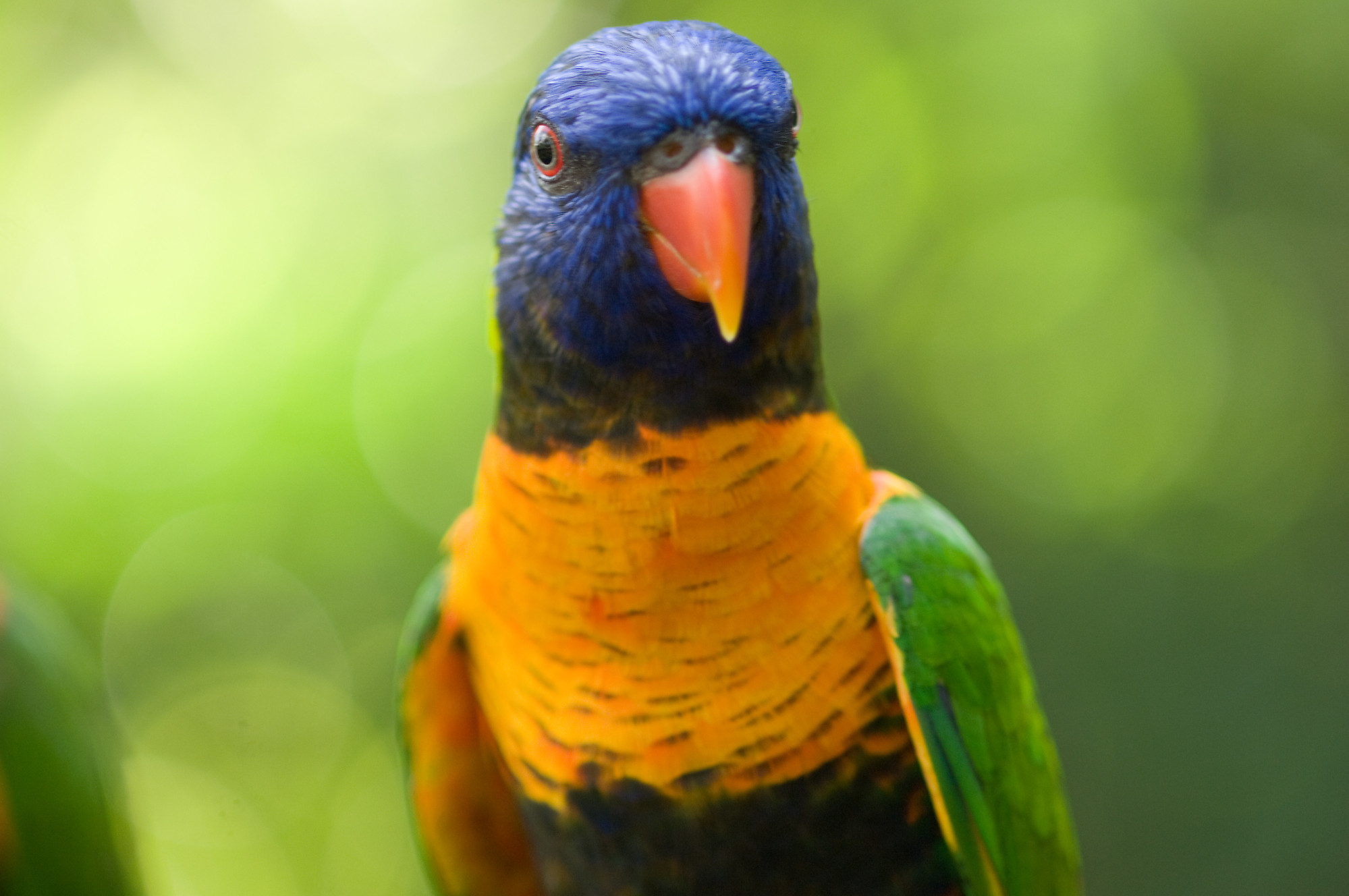 Rainbow Lorikeet