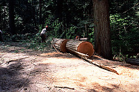 Cutting Branches