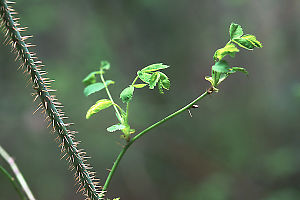 Rose Twig