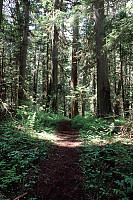 Walking Through Tall Trees