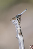 Blue Dasher On Stick