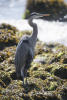 Great Blue Heron On Beach