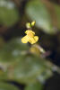 Greater Bladderwort