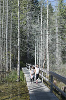 Kids On Bridge Over Pond