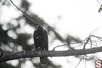 Turkey Vulture Eyeing Carcus