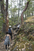 Walking Between Arbutus Trees