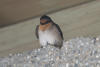 Barn Swallow Resting