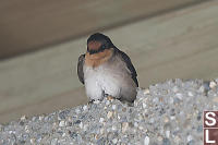 Barn Swallow Resting