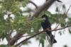 Black Bulbul