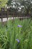 Irises Next To Bridge Taipei Botanical Garden