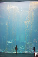 Kids At The Kelp Forest
