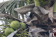 Red Turtle Dove In Palm Tree