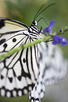 Tree Nymph Eating From Flower