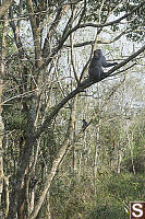 Formosan Rock Macaque In Trees