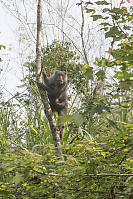 Formosan Rock Macaque With Baby