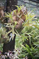 Large Air Plants