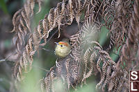 Rufous Capped Babbler