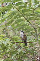 Taiwan Scimitar Babbler