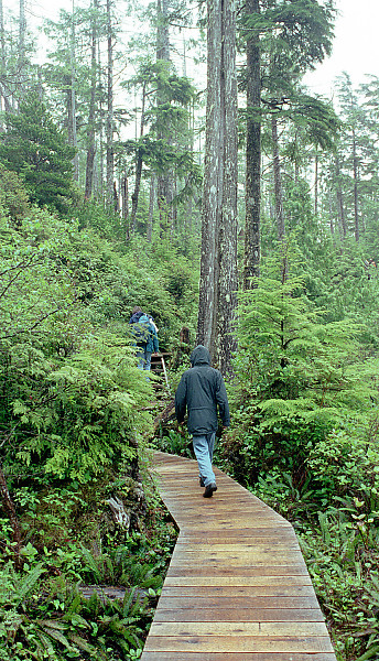 Hiking Through Forest