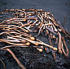 Bull Kelp