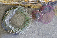 Green Anenome For Scale