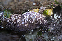 Lemon Nudibranch Hiding Under Sea Star
