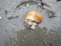 Moon Snail Digging Back In