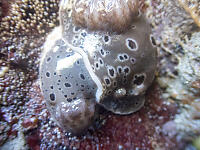Pair Of Northern Leopard Dorid