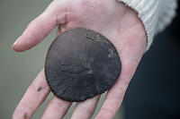 Sand Dollar In Palm