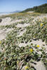 Yellow Sand Verbena