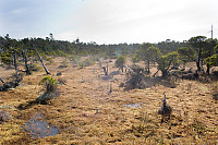 Bog Wide Shot