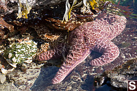 Sea Stars In Tide Pool