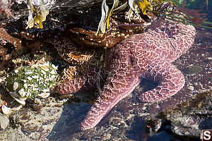 Sea Stars In Tide Pool