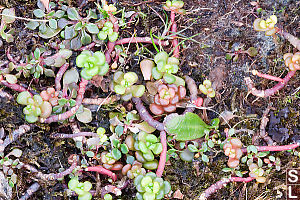 Stonecrop Fighting