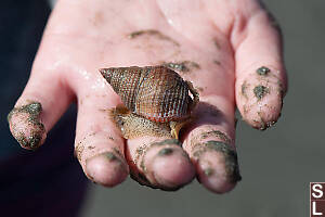 Channeled Basket Snail In Hand